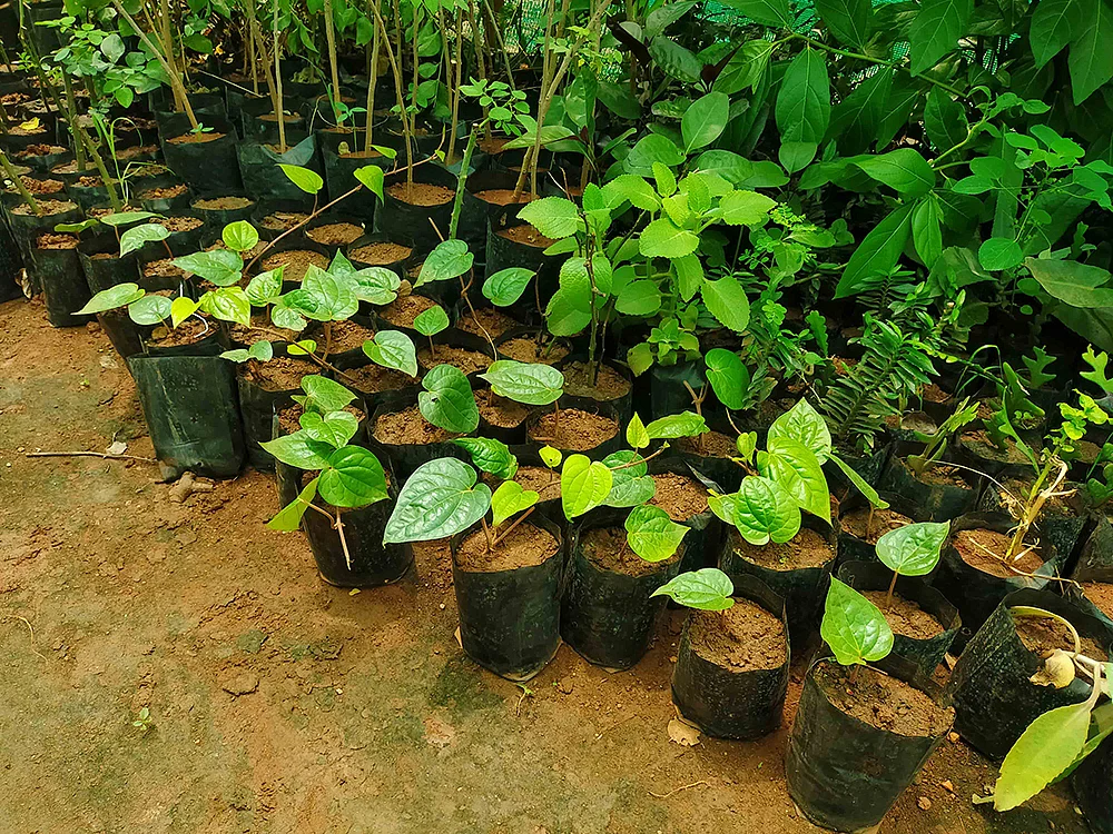 வெற்றிலை நாற்றுகள்