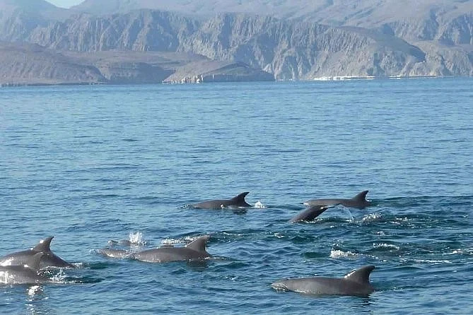 Dolphin watching, Kasab.