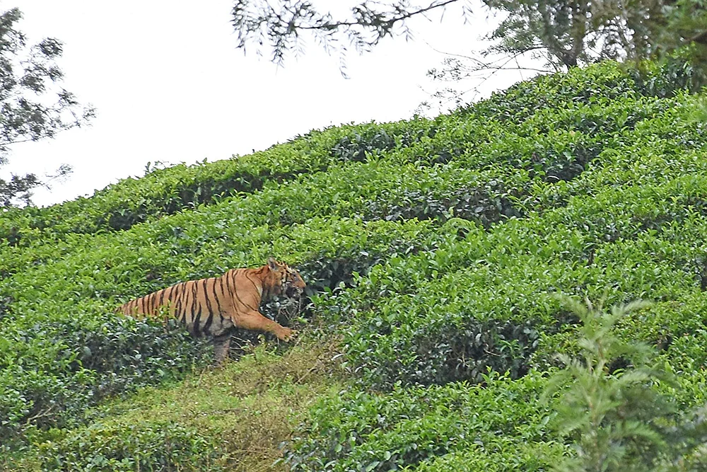 மரண தண்டனையும் வேண்டாம்... ஆயுள் தண்டனையும் வேண்டாம்! - பிடிபட்ட டி23... பிடிபடாத தீர்வு...