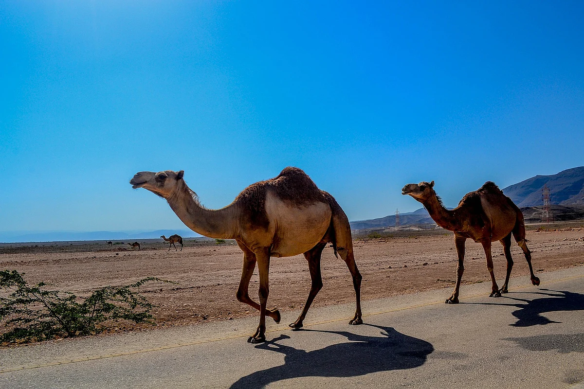 Salalah