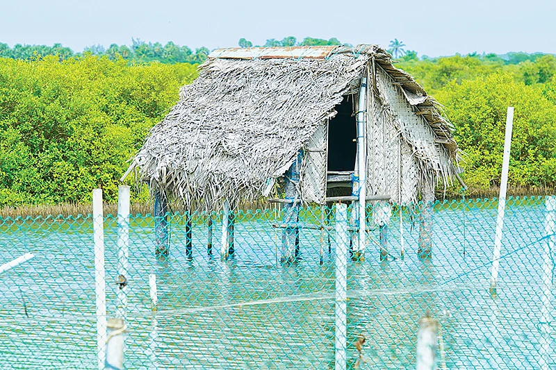 நண்டு வளர்ப்பு