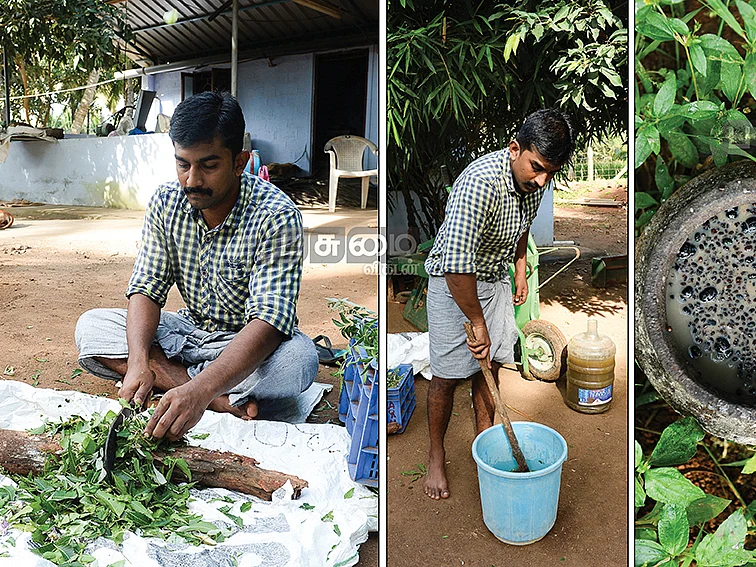 காண்டாமிருக வண்டுப் பொறி, இயற்கை களைக்கொல்லி!கழனியில் கணினித்துறை இளைஞர்!