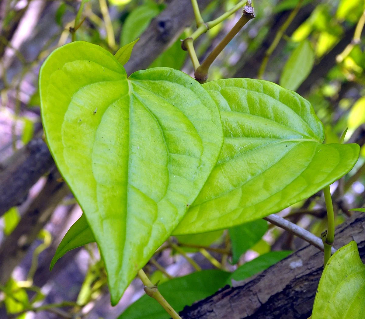 Betel Leaves