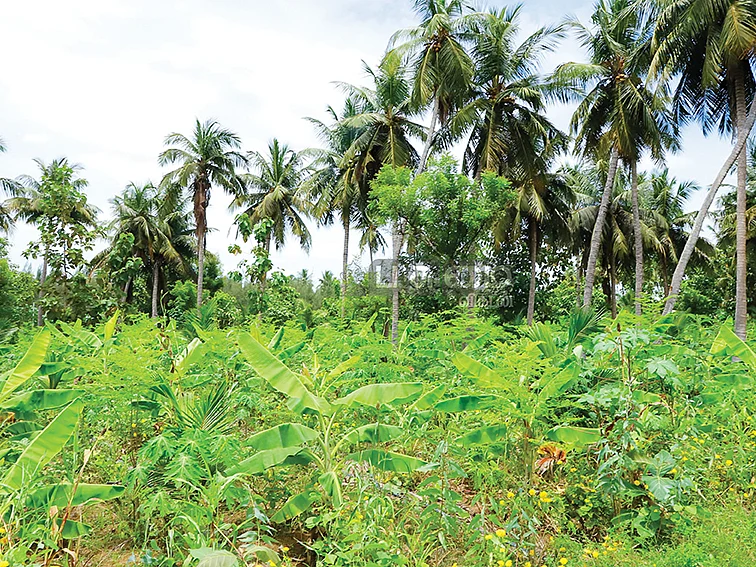 ஐந்தடுக்குச் சாகுபடி!
1,30,000 ரூபாய்...
ஊடுபயிர் கொடுக்கும் உன்னத வருமானம்!