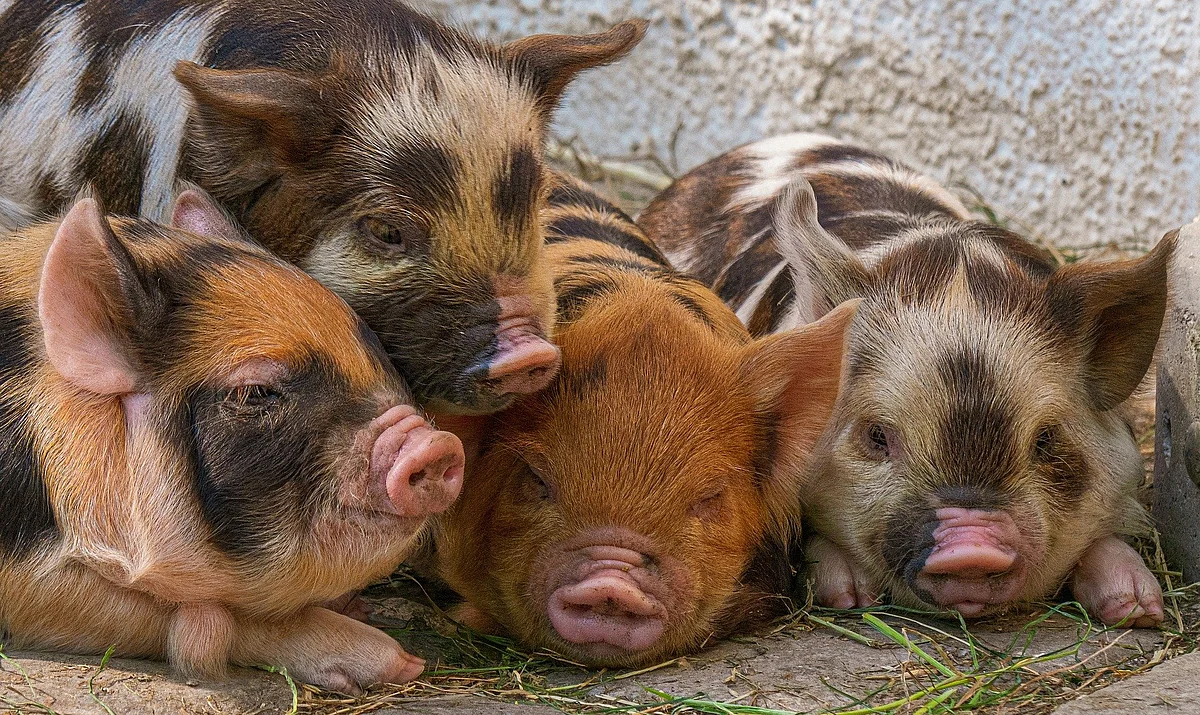 Pig