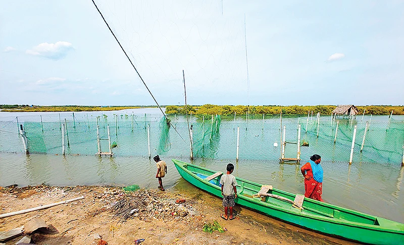நண்டு வளர்ப்பு குளம்