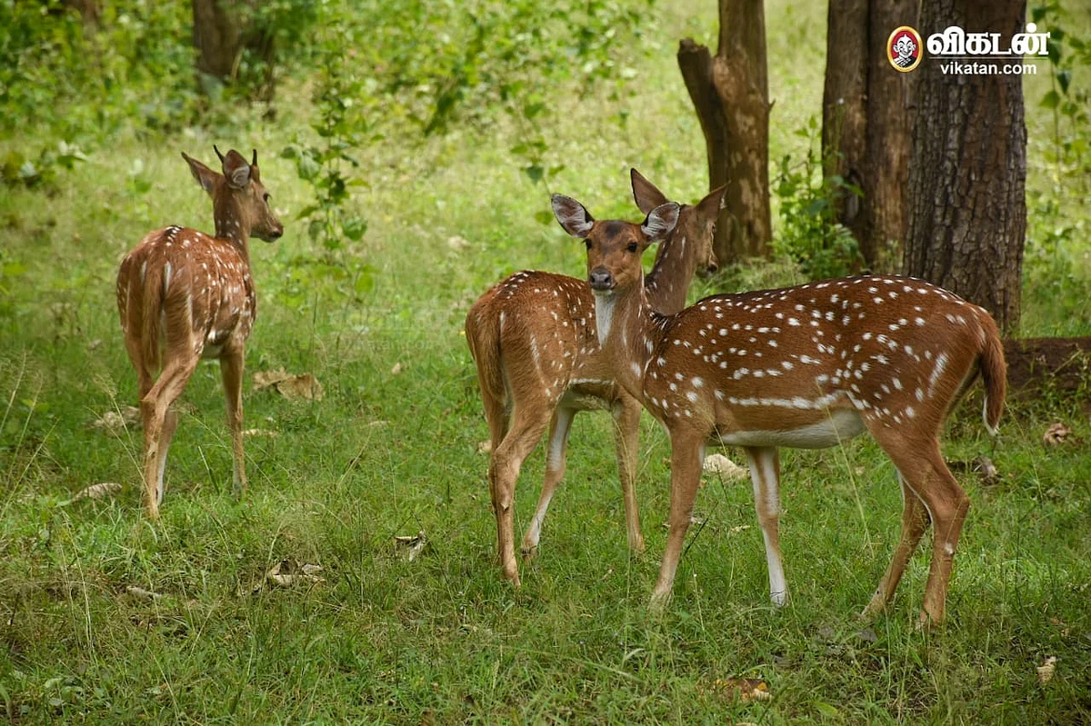 spotted deer
