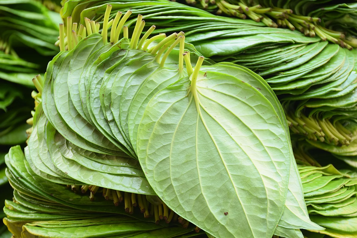 Betel Leaves