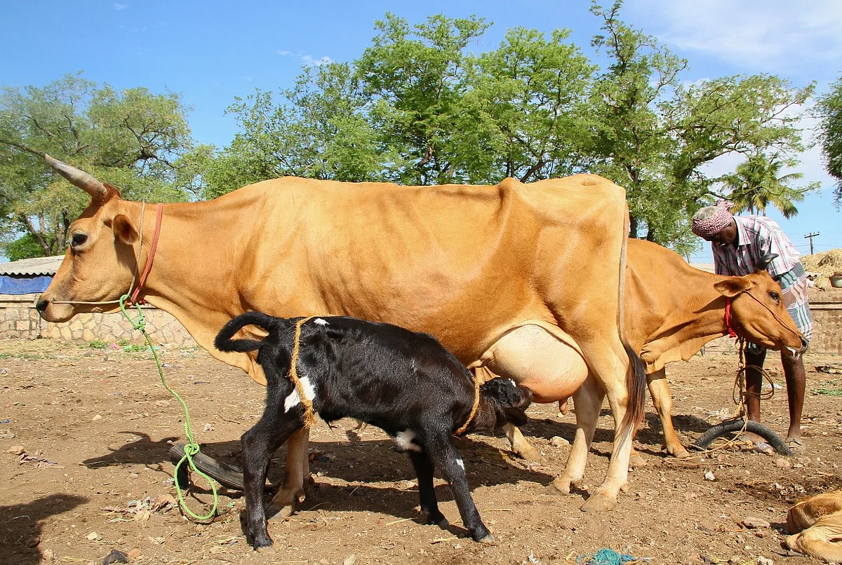 மாடுகள்