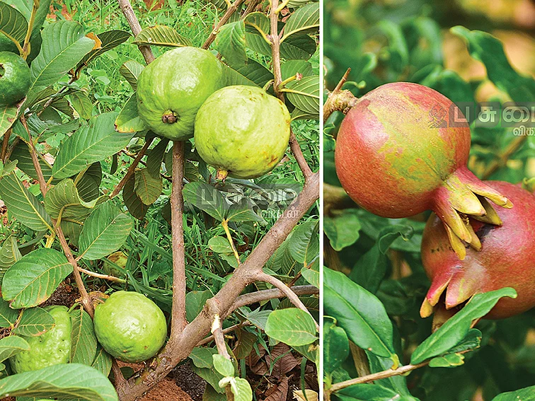 தைவான் பிங்க் கொய்யா, அத்தி, மாதுளை! கொரோனா காலத்திலும் குறைவில்லா வருமானம்!