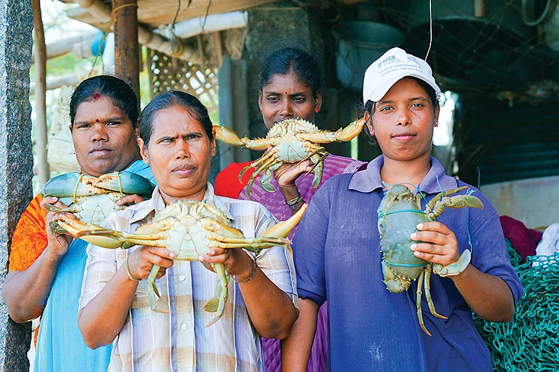 நண்டு வளர்ப்போர்