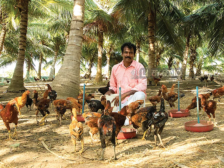 1,000 நாட்டுக்கோழிகள்... மாதம் ரூ.50,000 லாபம்!