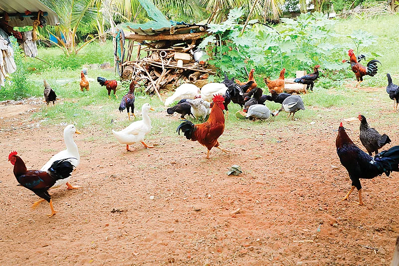 கோழிகள்