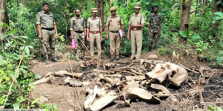 உயிரிழந்த யானை