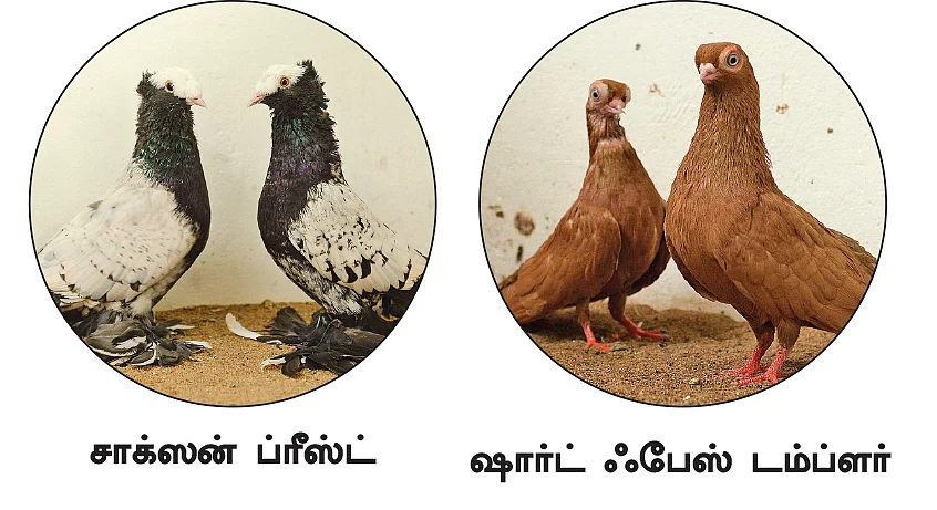 “இந்தியப் புறாக்களுக்கு குடும்பப் பொறுப்பு அதிகம்!”