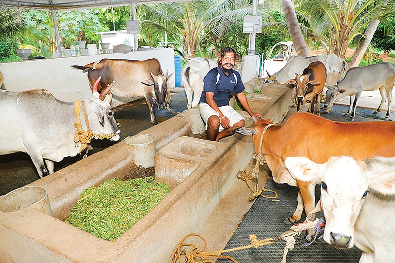 மாடுகள்