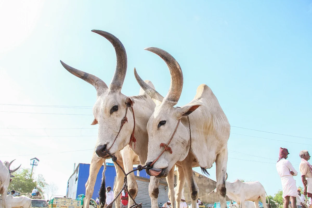 மாடுகள்