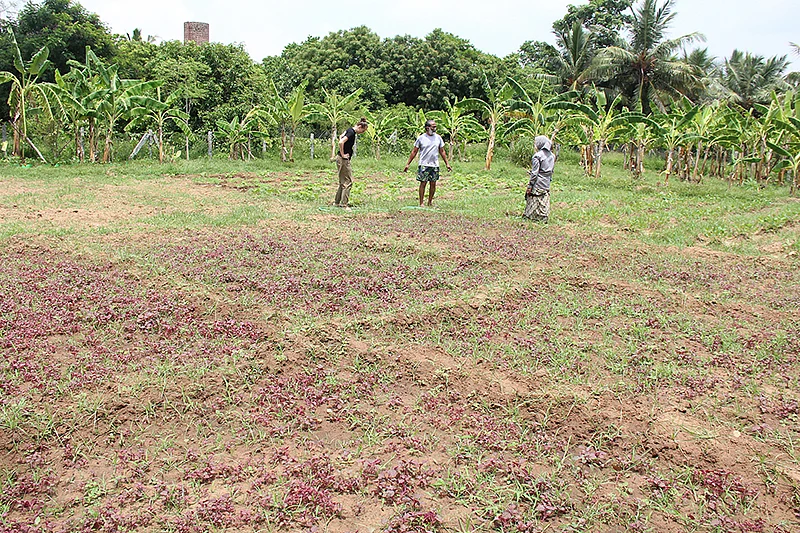 கீரைச் சாகுபடி