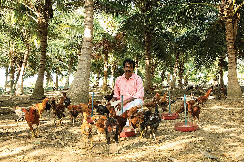தென்னந்தோப்புக்குள் கோழிகள் வளர்க்கும் சாந்தகுமார்