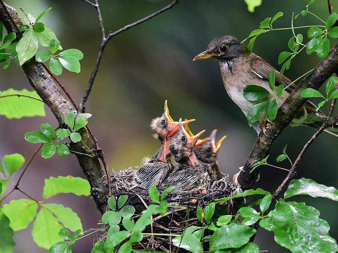 கவிதைகள்