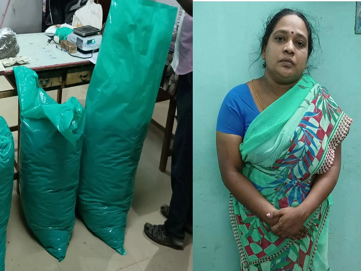வீட்டுக்குள் பதுக்கப்பட்ட 140 கிலோ கஞ்சா; பெண் கைது; சுற்றி வளைக்கப்பட்ட கஞ்சா கும்பல்!