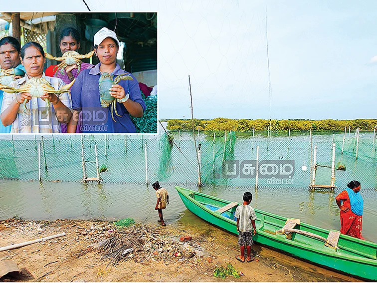 6 குளங்கள்...
ஆண்டுக்கு ரூ.5,00,000 வருமானம்…
நம்பிக்கை கொடுக்கும் நண்டு வளர்ப்பு!