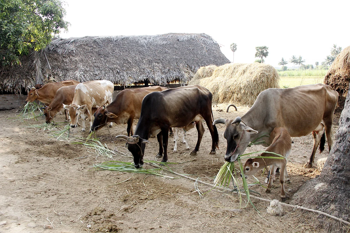 மாடுகள்