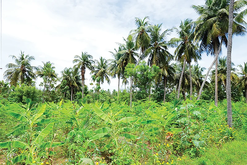 ஐந்தடுக்கு முறையில் சாகுபடி செய்யப்படும் பயிர்கள்