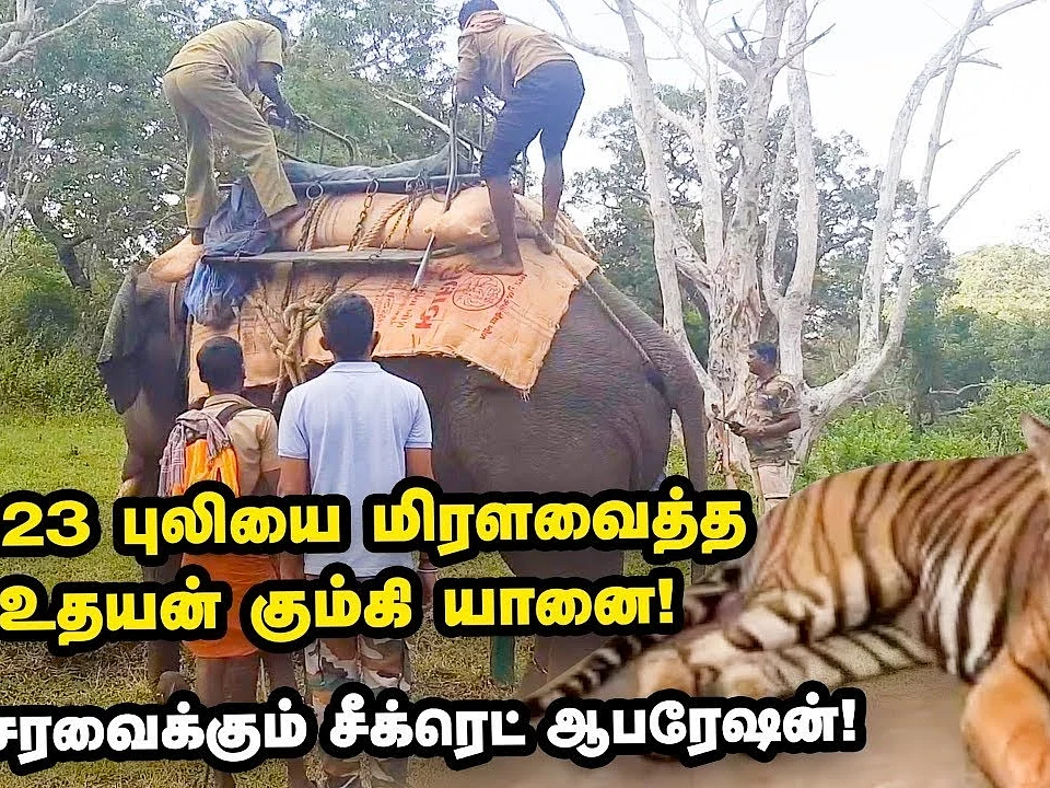 உயிருடன் பிடிபட்ட T-23 புலி... 21 நாள் தேடுதல் வேட்டையில் நடந்த பரபரப்பு திருப்பங்கள்!