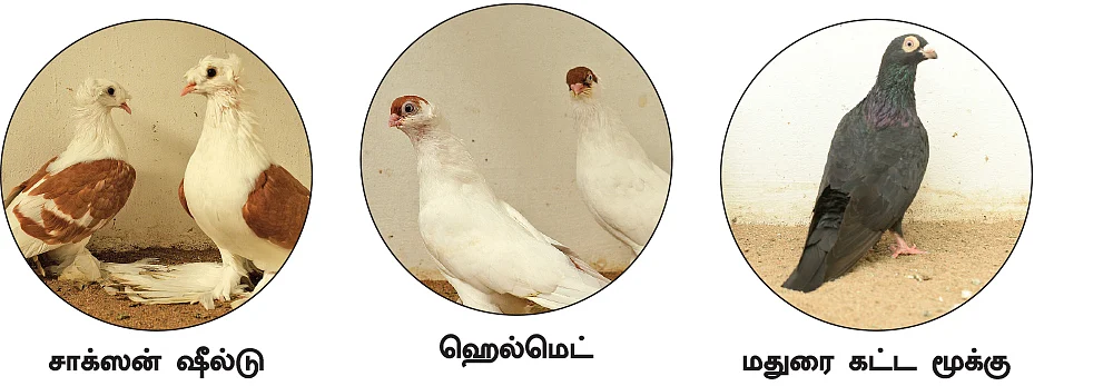 “இந்தியப் புறாக்களுக்கு குடும்பப் பொறுப்பு அதிகம்!”