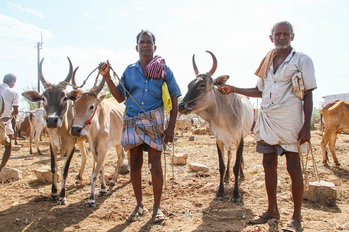 மாட்டுச்சந்தை