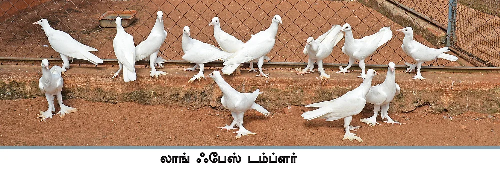 “இந்தியப் புறாக்களுக்கு குடும்பப் பொறுப்பு அதிகம்!”
