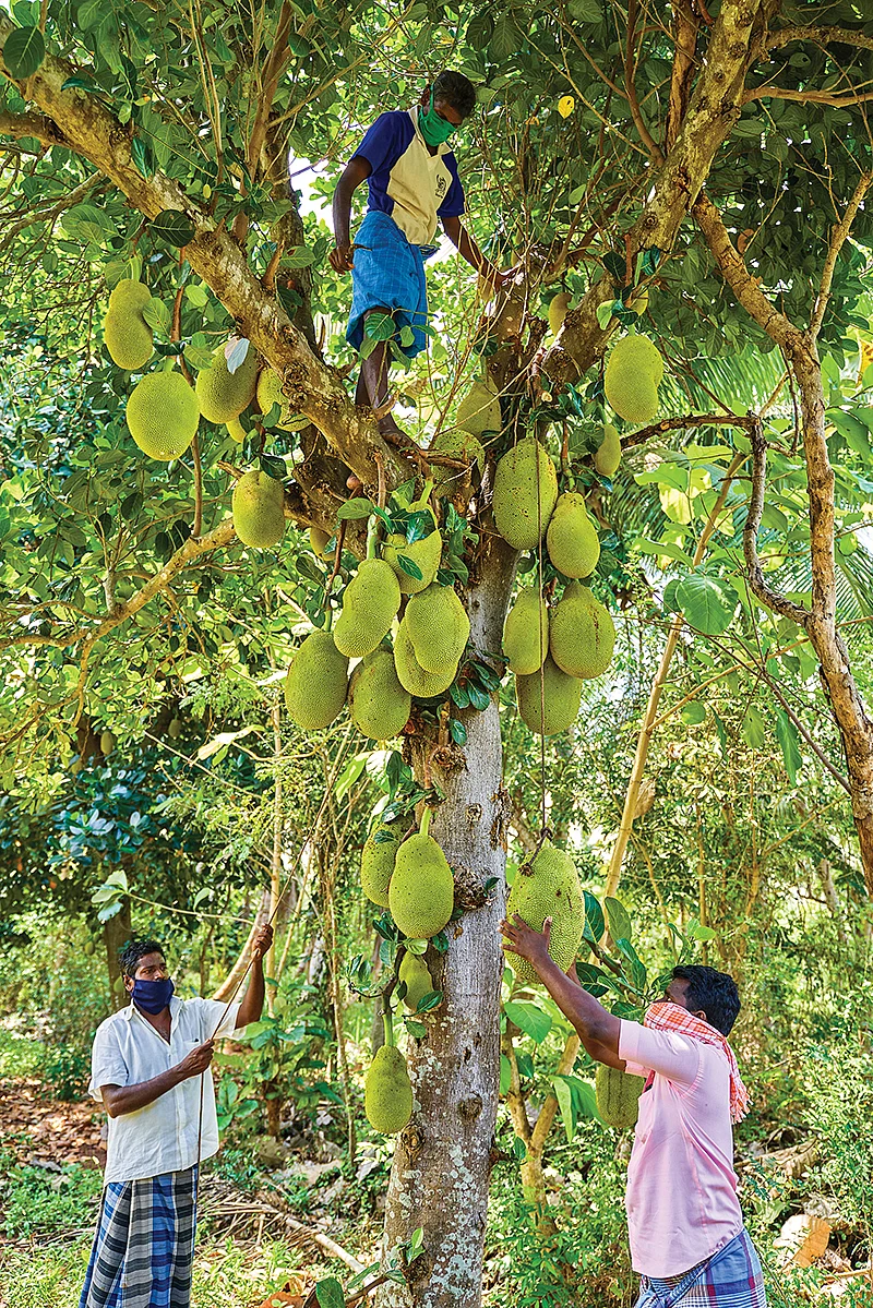 பலா மரம்