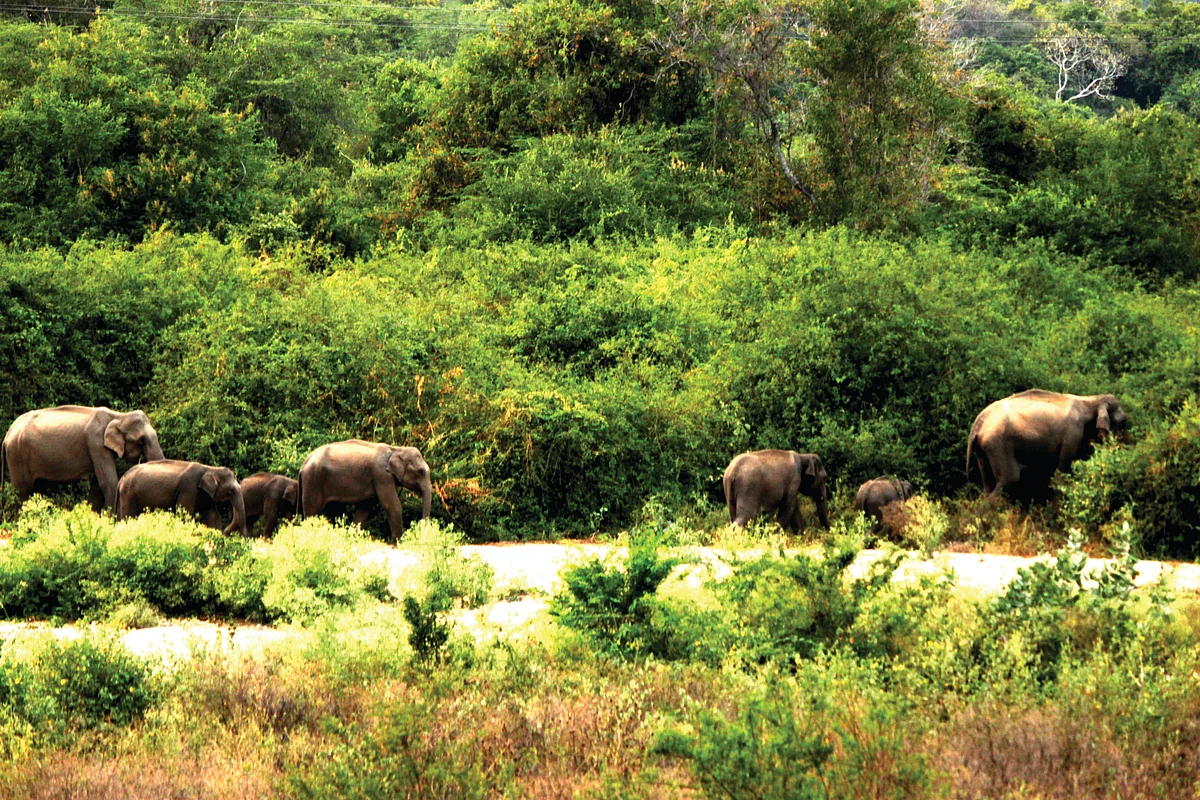 Deep into the forest of Amaravati