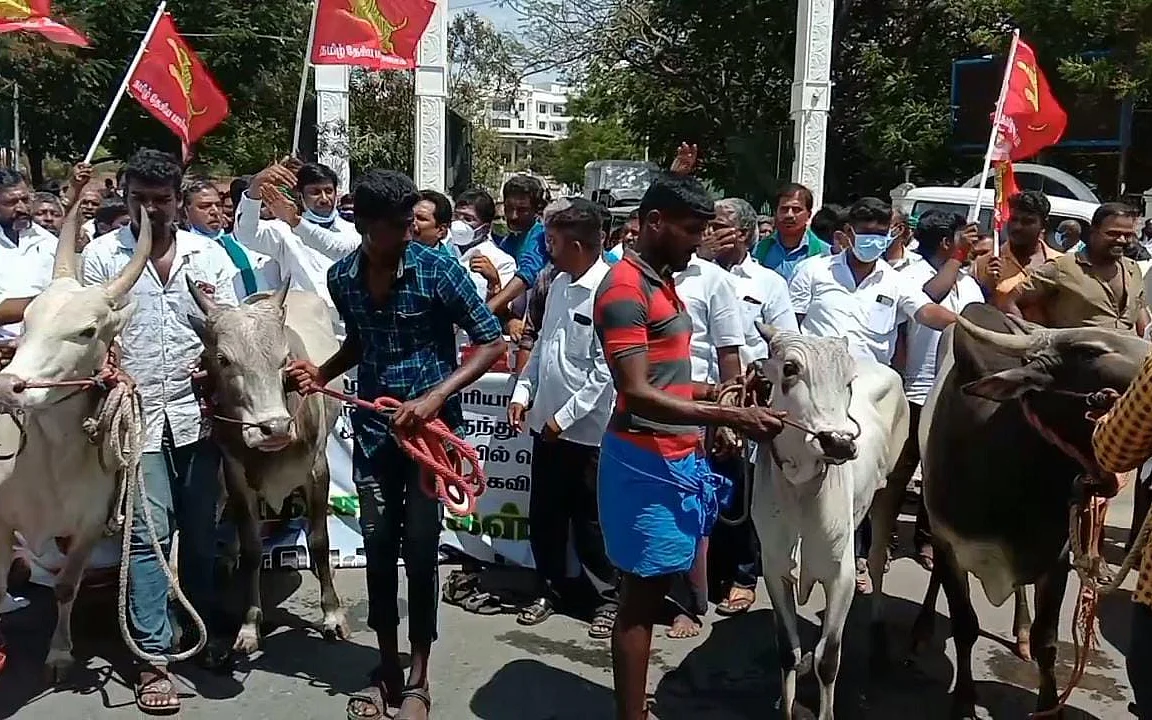 மாடுகளுடன் விவசாயிகள்