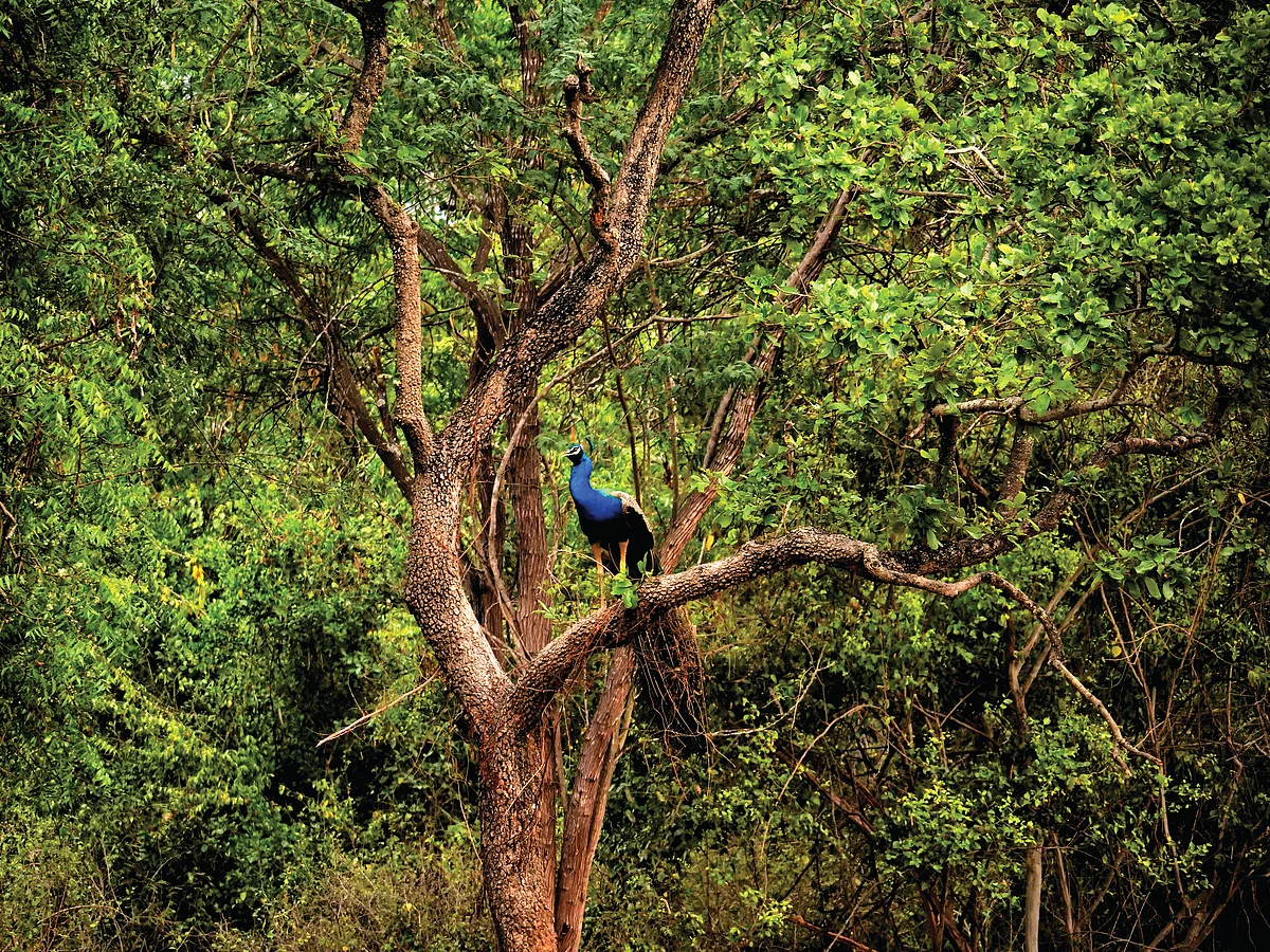 Deep into the forest of Amaravati