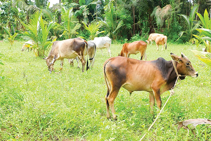 மேய்ச்சலில் மாடுகள்