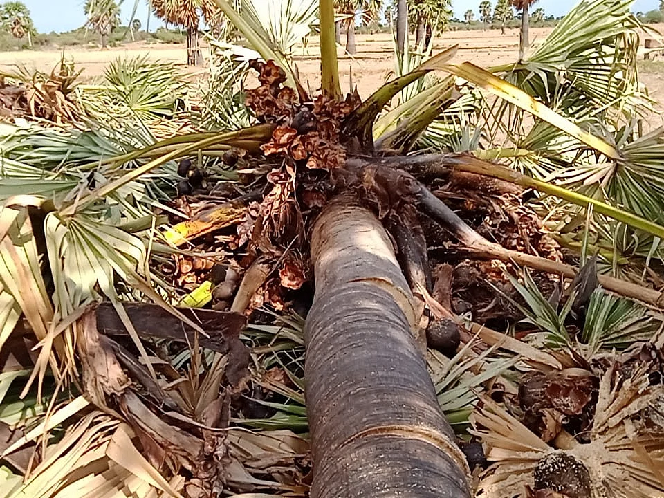 தடையை மீறி வெட்டப்பட்ட 60 பனைமரங்கள்; 6 பேர் மீது வழக்கு பதிவு செய்த போலீஸார்!