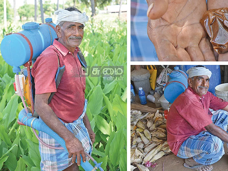 விளைச்சலைக்கூட்டும் பெருங்காயம்
பூச்சியை விரட்டும் மூலிகை!