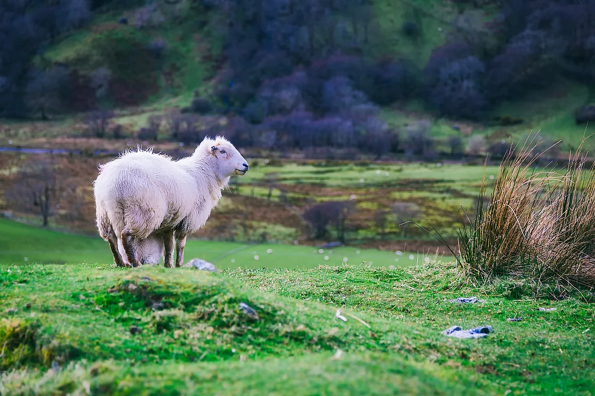 Sheep