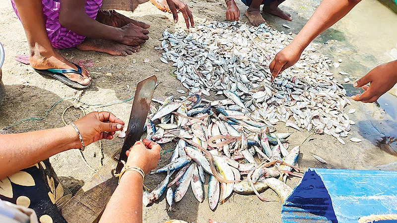 உணவாக்கப்படும் மீன்கள்