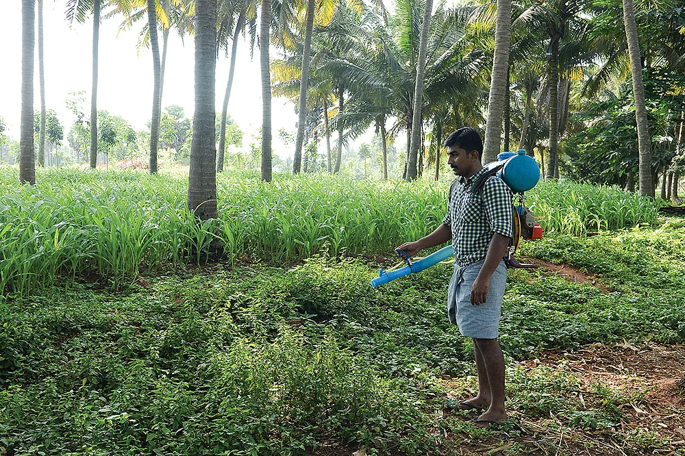 தெளிக்கும் பணி