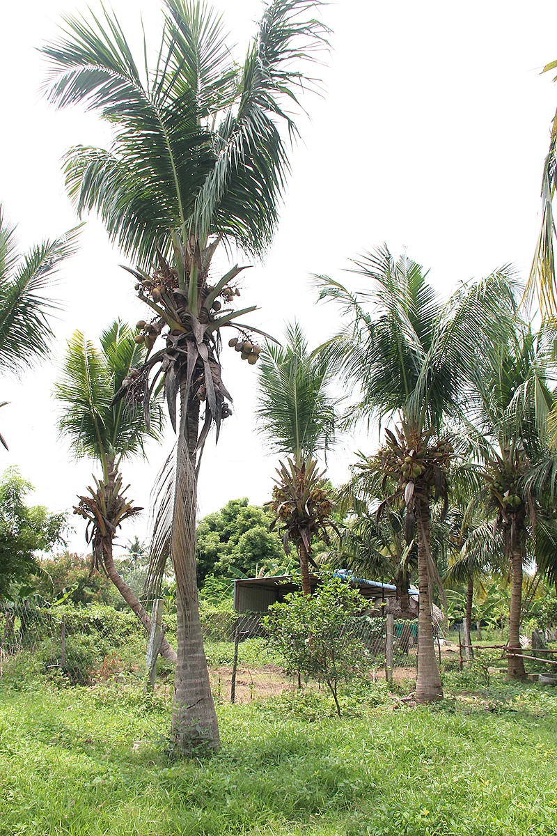 தென்னை மரங்கள்