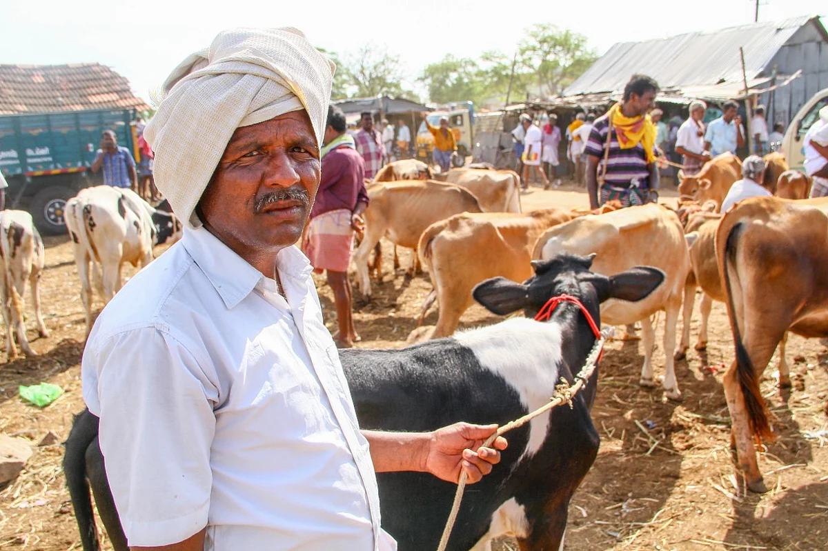 மாடு வாங்க வந்தவர்