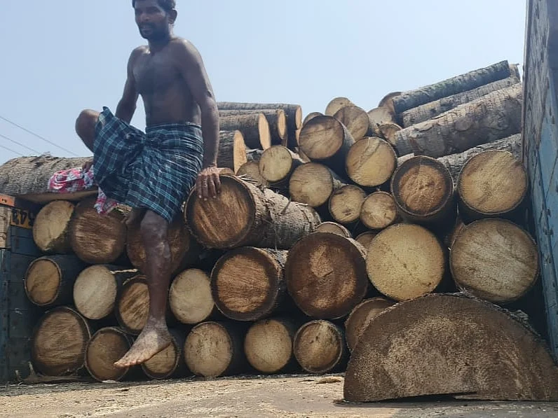 சாலைகளுக்காக வெட்டப்பட்டும் நூற்றுக்கணக்கான பனை மரங்கள்; அரசே விதிகளை மீறுகிறதா?
