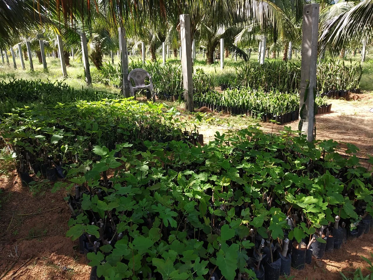 நர்சரிக் கன்றுகள்