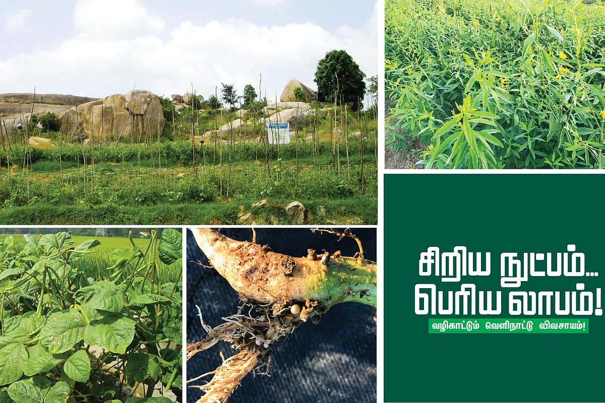 வெளிநாட்டு விவசாயம்