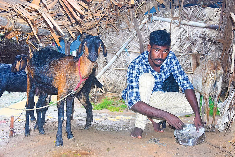 ஆடுகளுடன் அருண்ராஜ்