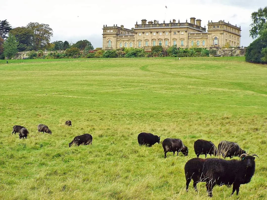 Harewood House