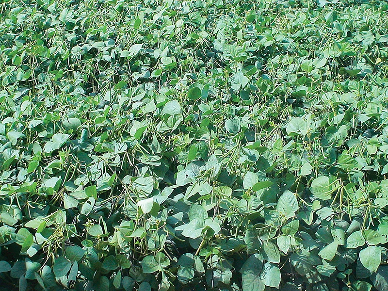 பயறு வகைகள்